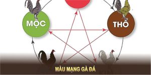 Màu Mạng Gà Đá: Bí Quyết Chọn Chiến Kê Tốt Để Giành Chiến Thắng